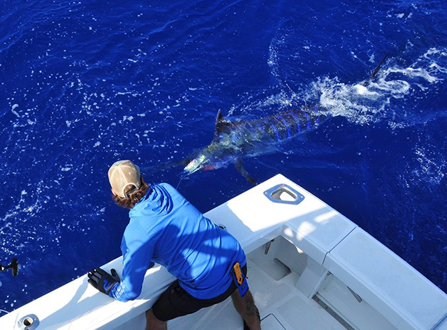 ANGLER: charter client SPECIES: Blue Marlin WEIGHT: Est 300lb LURE: JB Lures XXL Dingo.